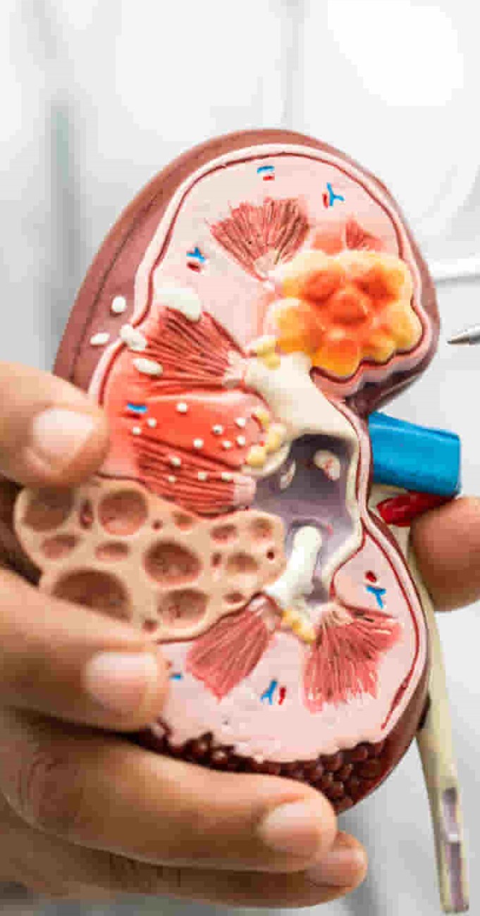 Ayurvedic Therapies for Kidney Health