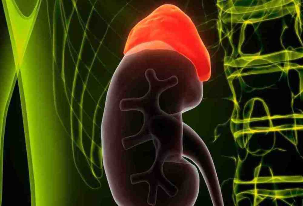 Ayurvedic Therapies for Kidney Health