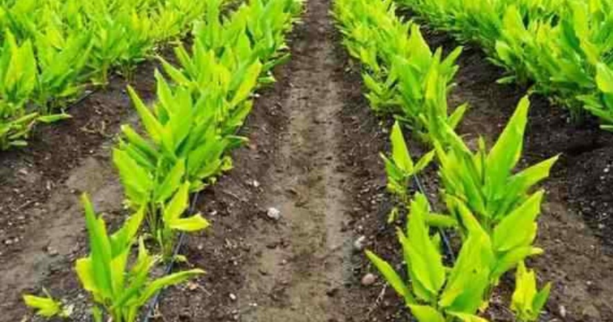 How to cultivate medicinal plants for Ayurveda